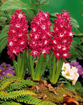 5 Jacinthes à coeur blanc Red Magic - Bulbes à fleurs - Hyacinthus Red Magic