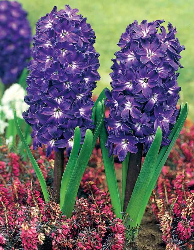 5 Jacinthes à coeur blanc Blue Magic - Bulbes à fleurs - Hyacinthus Blue Magic