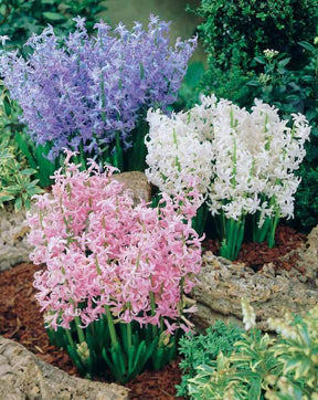 9 jacinthes multiflores Festival (3 bleues + 3 blanches - Bulbes à fleurs - Hyacinthus Festival