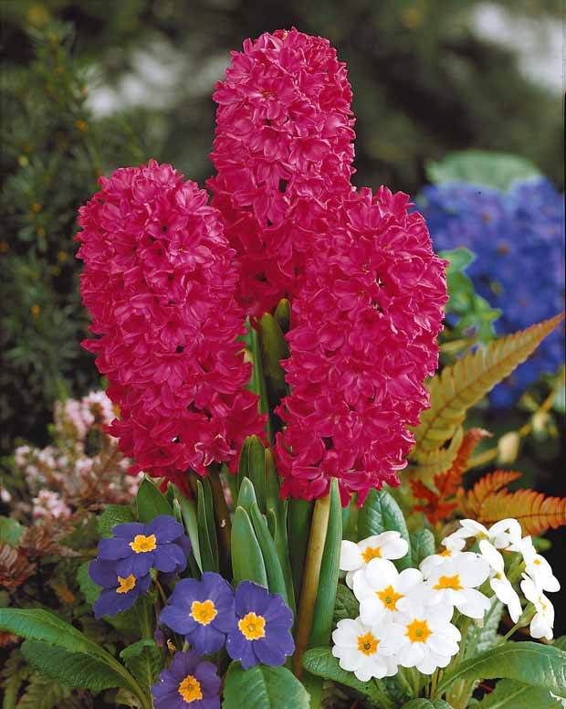 Coll. 12 Jacinthes (3 roses + 3 bleues +3 rouges + 3 blanches) - Plantes - Hyacinthus orientalis