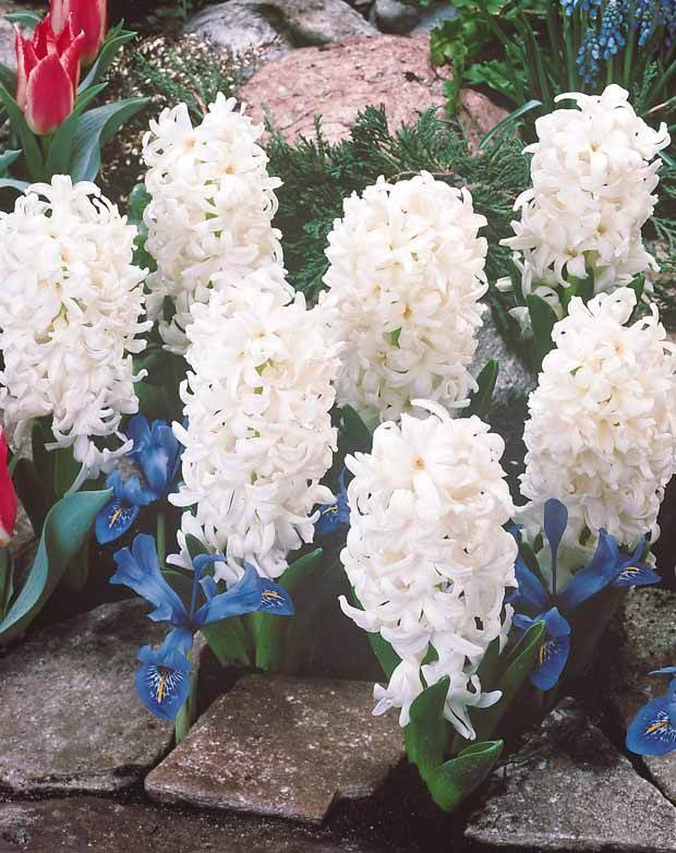 Coll. 12 Jacinthes (3 roses + 3 bleues +3 rouges + 3 blanches) - jardins - Hyacinthus orientalis