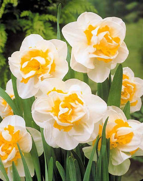 Narcisse à fleurs doubles White Lion - jardins - Narcissus White Lion