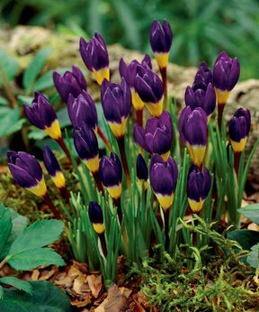 25 crocus tricolores - Bulbes à fleurs - Crocus sieberi tricolor