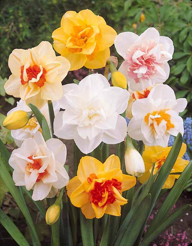 10 Narcisses à fleurs doubles Golden Ducat - jardins - Narcissus Golden Ducat