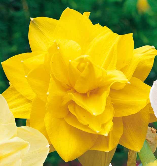 10 Narcisses à fleurs doubles Golden Ducat - Bulbes à fleurs - Narcissus Golden Ducat
