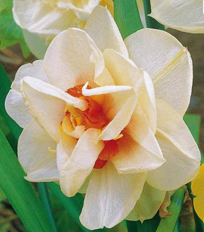 Narcisse à fleurs doubles Acropolis - Bulbes à fleurs - Narcissus Acropolis