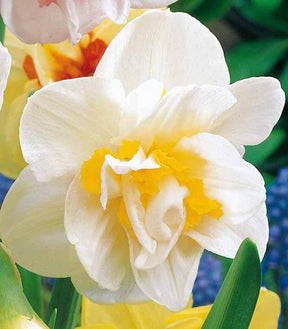 Narcisse à fleurs doubles White Lion - Bulbes à fleurs - Narcissus White Lion