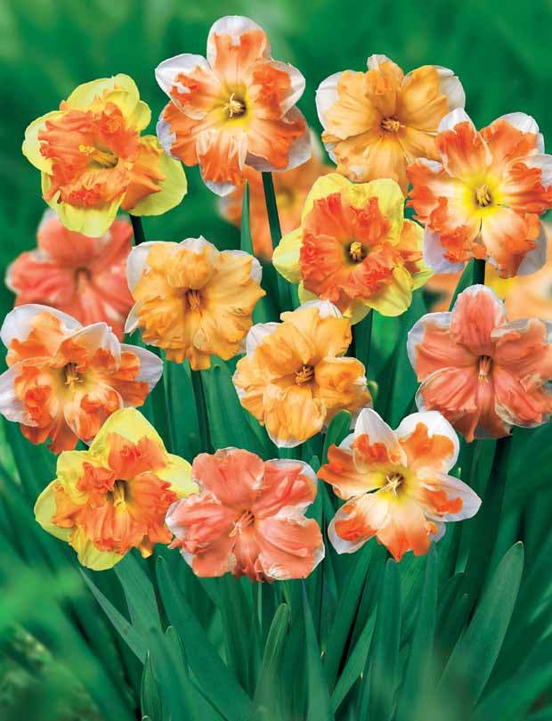 20 Narcisses à fleurs d Orchidées en mélange - Bulbes à fleurs - Narcissus