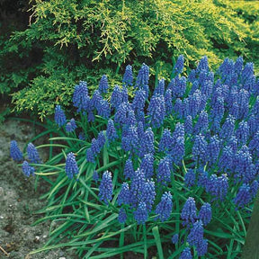 65 bulbes bleu/jaune attirant les abeilles - Bulbes à fleurs - Anemone blanda,Allium molly, Muscari, Fritillaria Lutea, Scilla