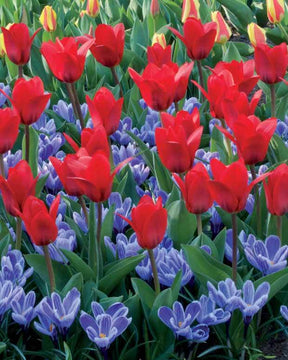 Massif Rouge et Bleu 30 bulbes - Bulbes à fleurs - Tulipa showwinner, Crocus Pickwick