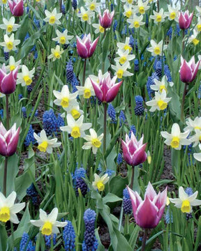 Massif printanier 60 bulbes - Bulbes à fleurs - Tulipa,Narcissus, Muscari
