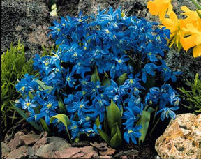 65 bulbes bleu/jaune attirant les abeilles - Anémone - Anemone blanda,Allium molly, Muscari, Fritillaria Lutea, Scilla