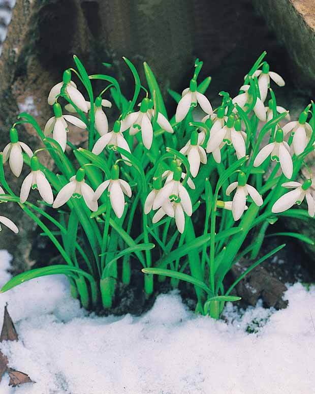 Collection de Perce-neige doubles et simples - jardins - Galanthus nivalis