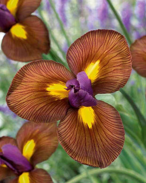 25 Iris de Hollande Lion King - Bulbes à fleurs - Iris hollandica Lion King