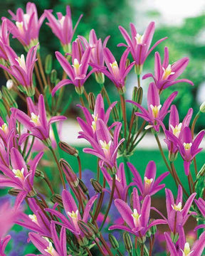 15 Triteleia Babylon - Bulbes à fleurs - 15 Triteleia Babylon