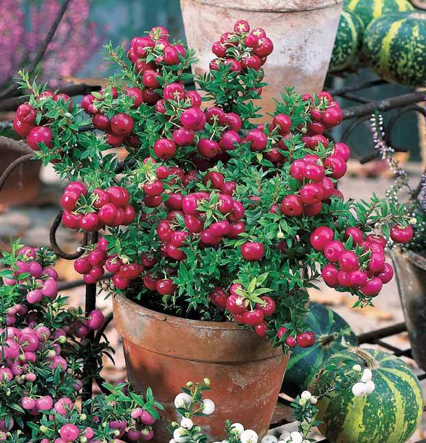 Gaultheria rouge - Arbustes - Gaultheria mucronata