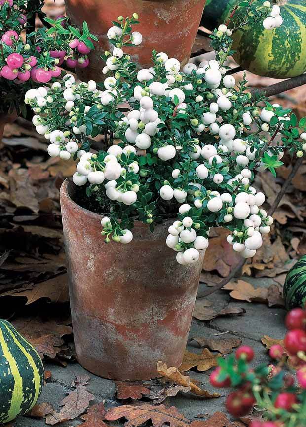 Gaultheria blanc - Arbustes - Gaultheria mucronata