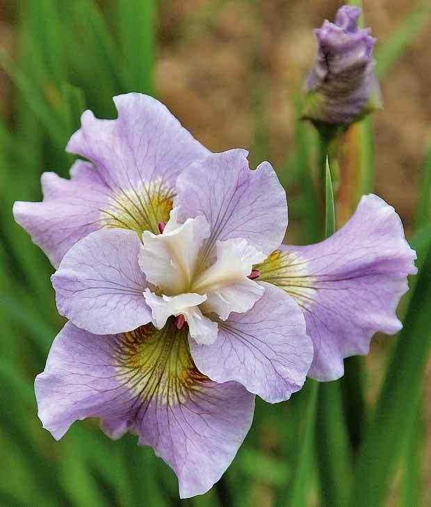 2 Iris de Sibérie Dawn Walz - Fleurs vivaces - Iris siberica Dawn Walz