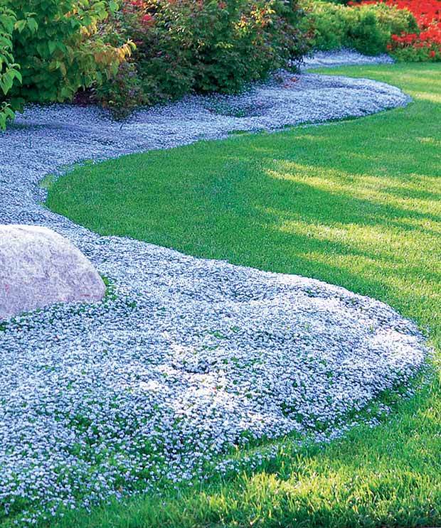 6 étoiles bleues tapissantes - jardins - Isotoma fluviatilis