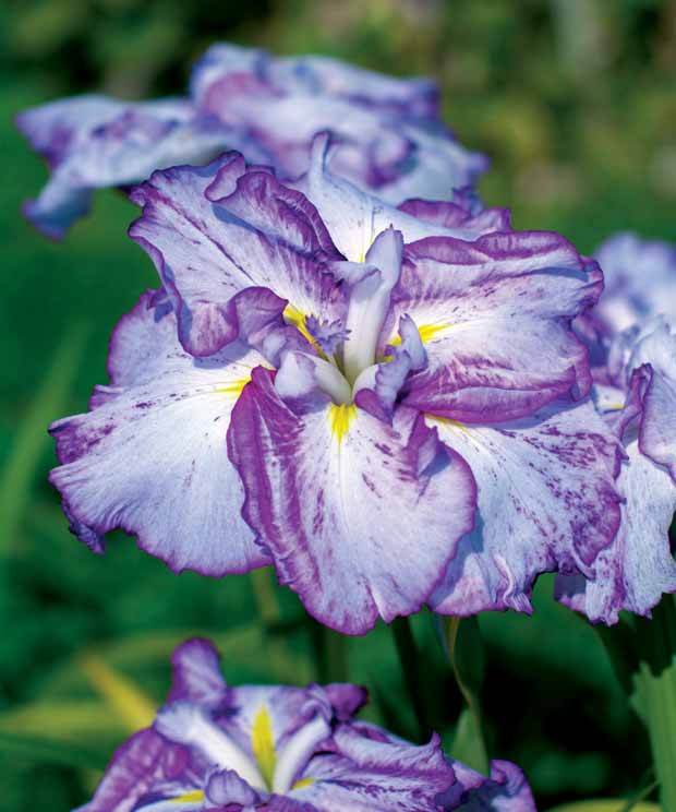2 Iris du Japon Harlequinesque - Fleurs vivaces - Iris ensata Harlequinesque