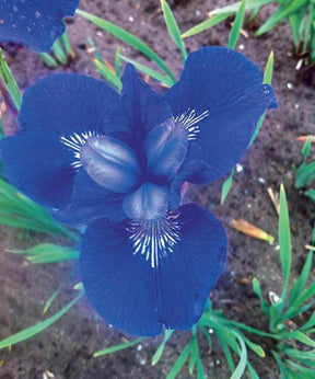 Collection de plantes vivaces à fleurs bleues - Une ambiance clé en main - Isotoma fluviatilis, Lupinus, Iris sibirica, Geranium himalayense