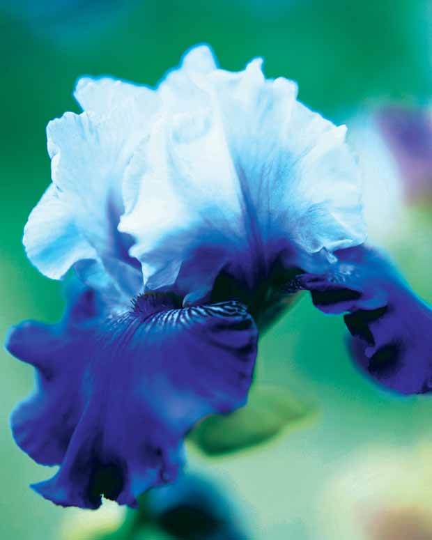 3 Iris de jardin remontant Best Bet - jardins - Iris germanica Best Bet