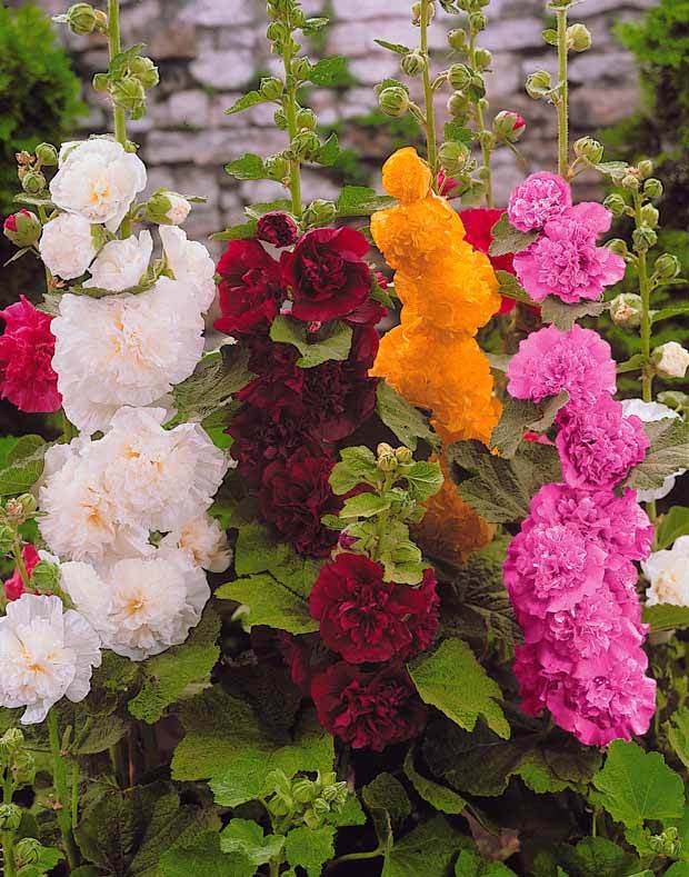10 Roses trémières doubles en mélange - jardins - Alcea rosea Charter s hybrid 