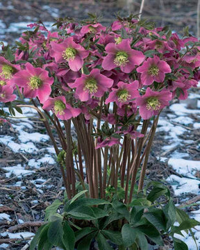 Rose de Noel rose foncé - Hellébores - Helleborus orientalis Dark Pink