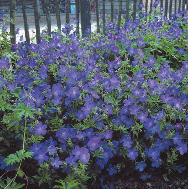 Collection de plantes vivaces à fleurs bleues - jardins - Isotoma fluviatilis, Lupinus, Iris sibirica, Geranium himalayense
