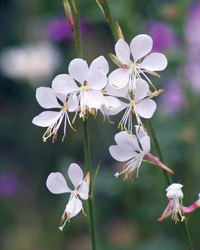 10 Gauras blanches - Plantes vivaces - Gaura lindheimeri Whirling Butterflies