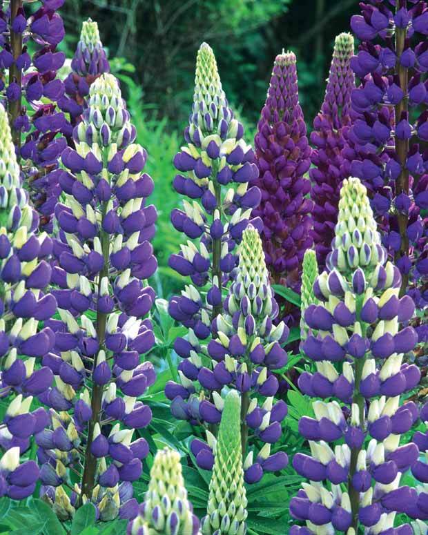 Collection de plantes vivaces à fleurs bleues - jardins - Isotoma fluviatilis, Lupinus, Iris sibirica, Geranium himalayense
