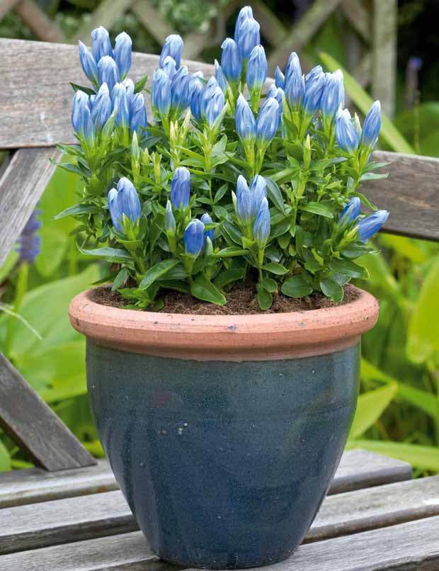 Gentiane Bleu Magique - jardins - Gentiana makinoi Blue Magic ®