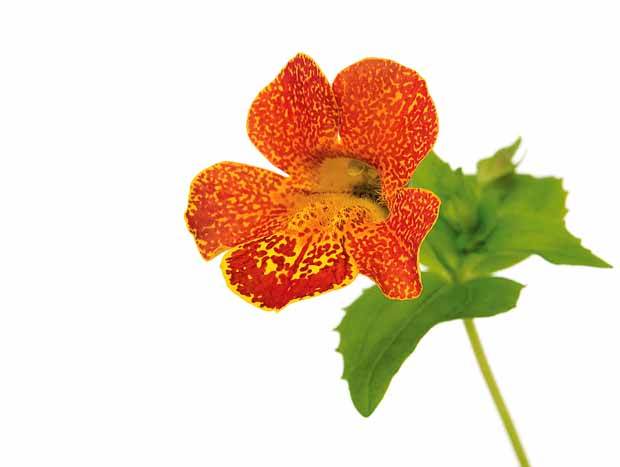 10 Mimulus Orange Glow - Plantes vivaces - Mimulus Orange Glow