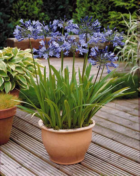 Collection 5 agapanthes (3 bleues. 2 blanches) - Aménager un jardin fleuri toute l année - Agapanthus umbellatus, Polar Ice
