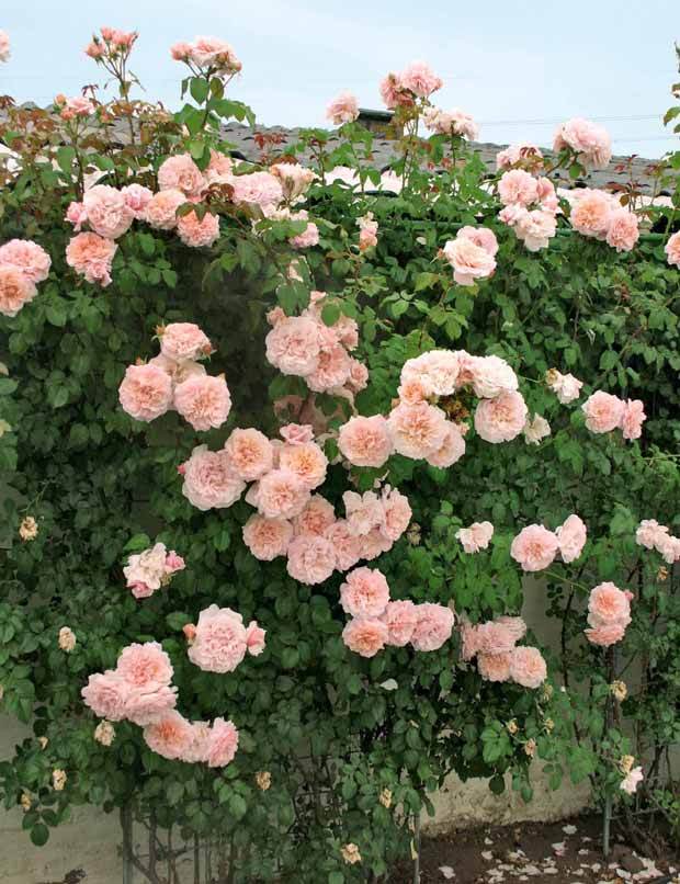 Collection 2 rosiers grimpants (Hella, Rose de Tolbiac) - Collections de rosiers - Rosa Rose de Tolbiac , Hella 