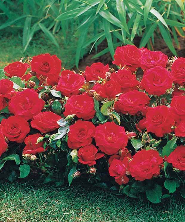 6 Mini-rosiers Randilla rouges - jardins - Rosa Randilla