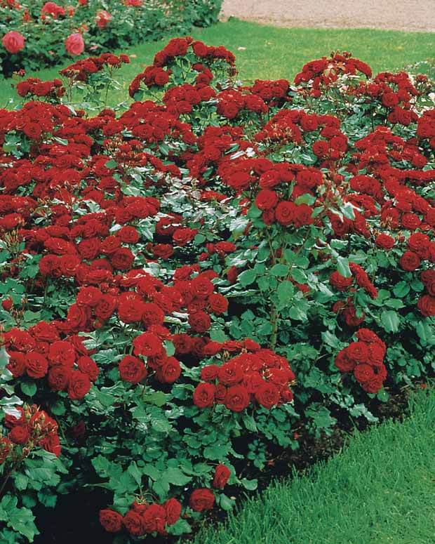 30 Rosiers à massif Lilli Marleen - jardins - Rosa Polyantha Lilli Marleen