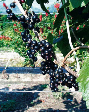 Collection de cassissiers et groseilliers - jardins - Ribes rubrum Rovada, Ribes nigrum Neva Chereshneva