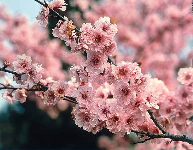 Amandier autofertile All in One (scion) - jardins - Prunus dulcis All in One