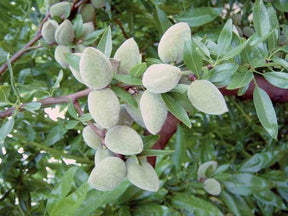 Amandier autofertile All in One (scion) - Fruitiers : Arbres et arbustes - Prunus dulcis All in One