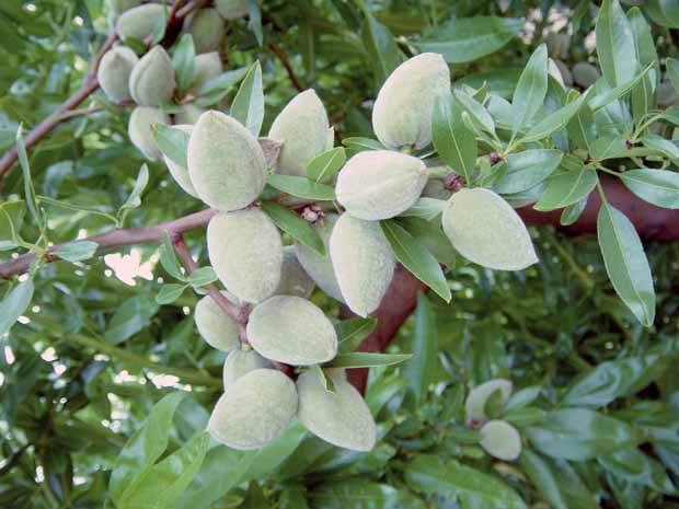 Amandier autofertile All in one (gob.2 ans) - jardins - Prunus Dulcis All in one