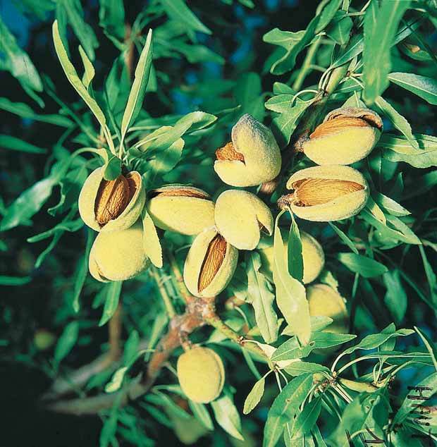 Amandier autofertile All in one (gob.2 ans) - Fruitiers : Arbres et arbustes - Prunus Dulcis All in one