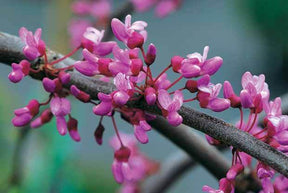 Gainier du Canada pleureur - jardins - Cercis canadensis Lavender Twist