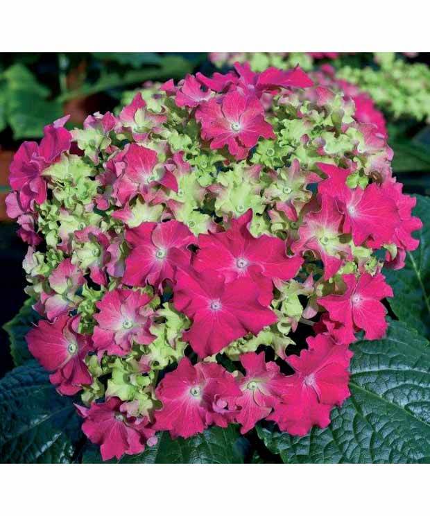 Hortensia Frisotté rouge - Arbustes - Hydrangea macrophylla Curly® Sparkle red