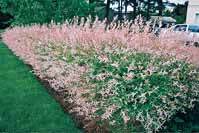 10 Saules Crevette - Haie de 6 m linéaire - jardins - Salix integra Hakuro Nishiki