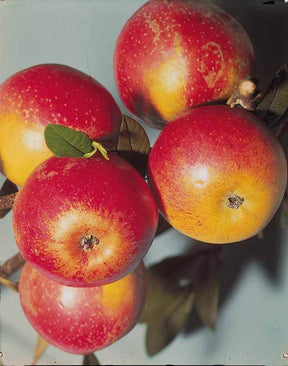 Pommier Cox s orange en palmette - Fruitiers : Arbres et arbustes - Malus communis Cox s orange 