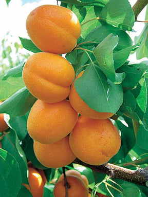 Abricot Polonais - Fruitiers : Arbres et arbustes - Prunus armeniaca Polonais