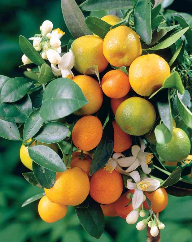 Collection de 3 mini-fruitiers pour terrasses méditerranéennes - Inspiration jardin - Citrus reticulata, Ficus carica Brogiotto , Citrus