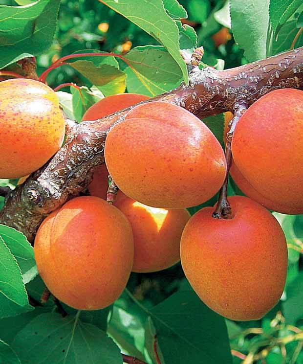 Abricotier Orange Summer ® COV EU.22.071 - Abricotier - Prunus armeniaca Orange Summer