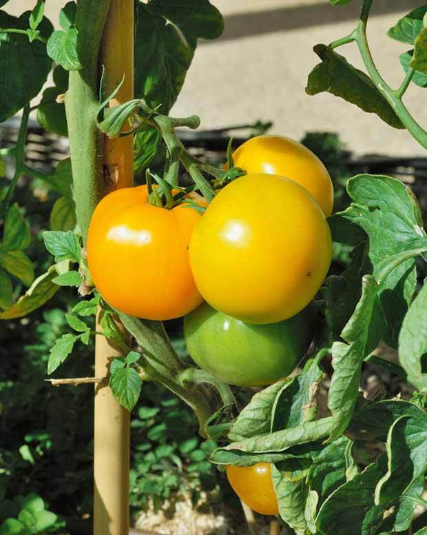 Plant Tomate Lemon Boy F1 - jardins - Solanum lycopersicum Lemon Boy F1